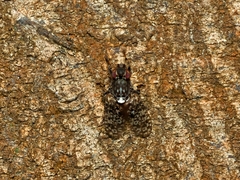 Cairnsimyia