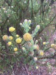 Leucadendron levisanus