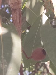 Eucalyptus todtiana