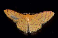 Idaea similinea