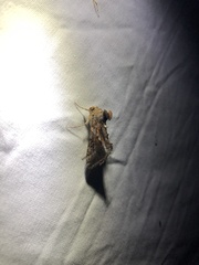 Chrysodeixis includens
