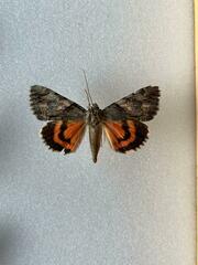 Catocala verrilliana