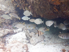 Scorpis georgiana