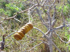 Prosopis reptans