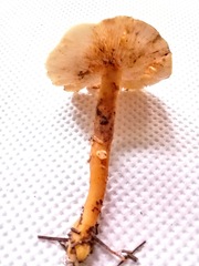 Gymnopus