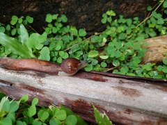 Quantula striata