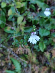 Euphrasia transmorrisonensis
