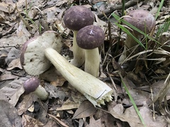 Tylopilus williamsii
