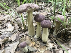 Tylopilus williamsii