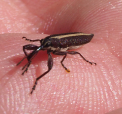 Rhinotia suturalis