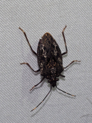 Aglaophon variegatus