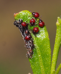 Oechalia schellenbergii