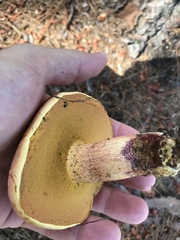 Exsudoporus floridanus
