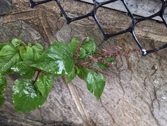 Amaranthus viridis