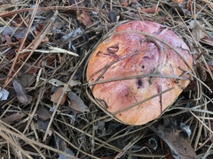 Exsudoporus floridanus