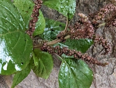 Amaranthus viridis