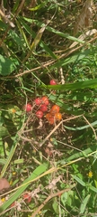 Solanum lycopersicum cerasiforme