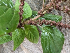 Amaranthus viridis