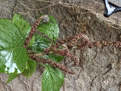 Amaranthus viridis