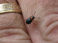 Gastrophysa polygoni
