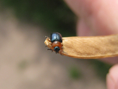 Gastrophysa polygoni