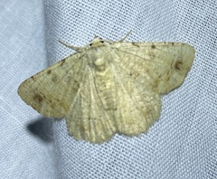 Aeolochroma quadrilinea