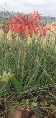 Aloe verecunda