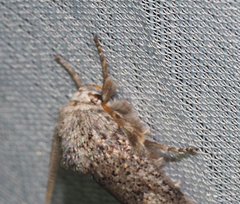 Cryptophasa irrorata