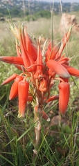 Aloe verecunda