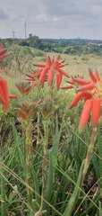 Aloe verecunda