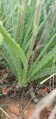 Aloe verecunda
