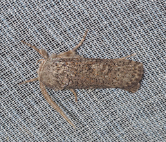 Cryptophasa irrorata