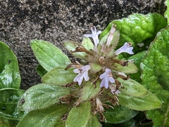 Ajuga taiwanensis