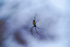 Trichonephila clavata