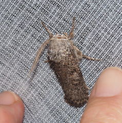 Cryptophasa irrorata