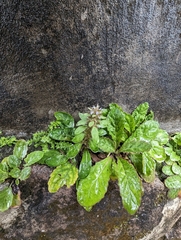 Ajuga taiwanensis