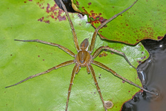 Dolomedes facetus