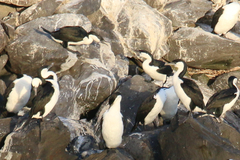 Phalacrocorax fuscescens