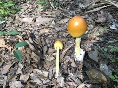 Amanita arkansana