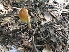 Amanita arkansana