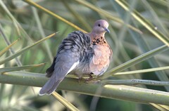 Streptopelia senegalensis