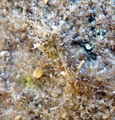 Stylocheilus striatus