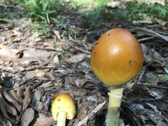 Amanita arkansana