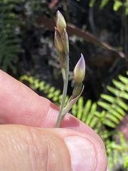 Thelymitra cyanea