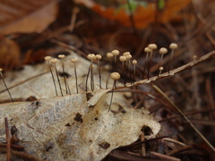 Marasmius bulliardii