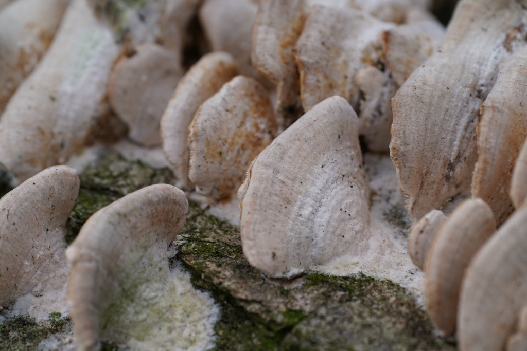 Trichaptum biforme · December 2022 · photo: © tbc_watanabe (iNaturalist, cc-by)