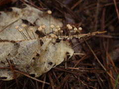 Marasmius bulliardii