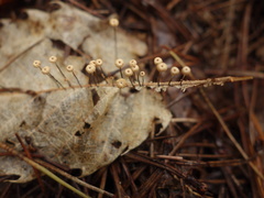 Marasmius bulliardii