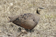 Pterocles gutturalis