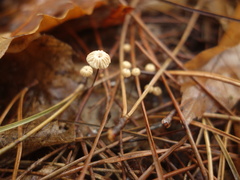 Marasmius bulliardii